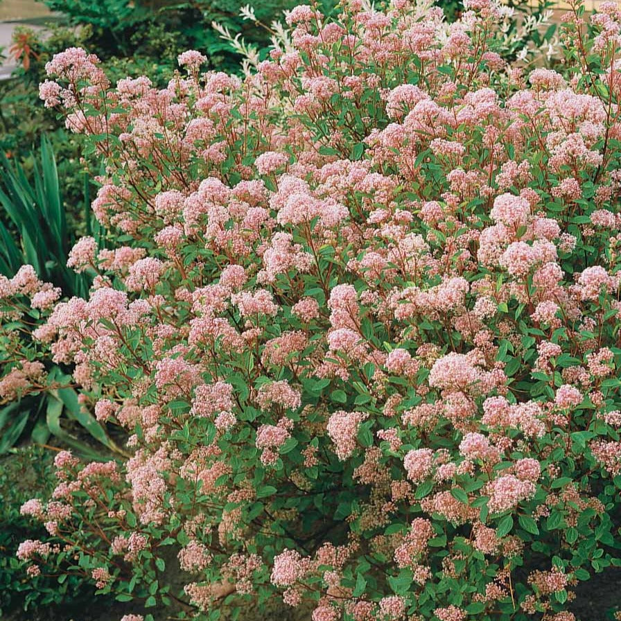 Säckelblume Marie Simon - Ceanothus x pallidus marie simon - Willemse