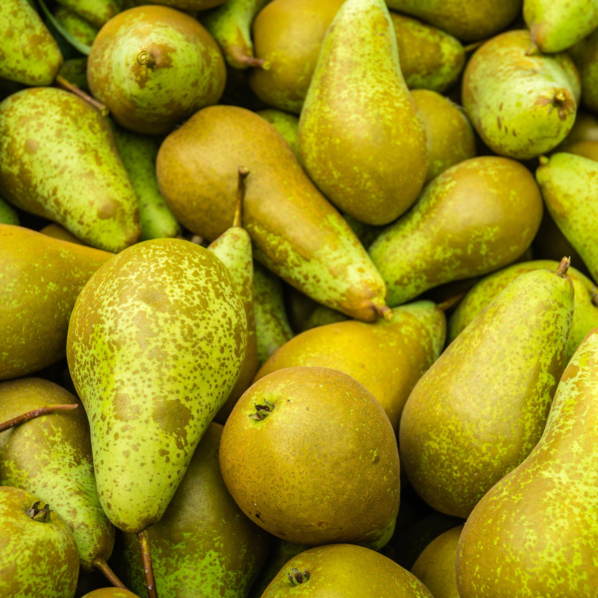 Pyrus communis Conférence - Birnbaum Conference - Birnbäume