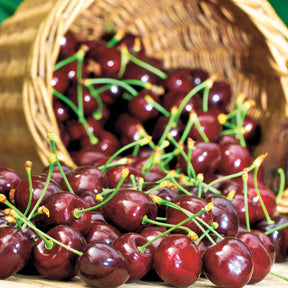 Kirsche Karina - Willemse