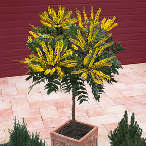 Mahonie Charity auf Stamm - Willemse
