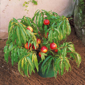 Mini-Nektarine Morton - Prunus persica Morton - Willemse
