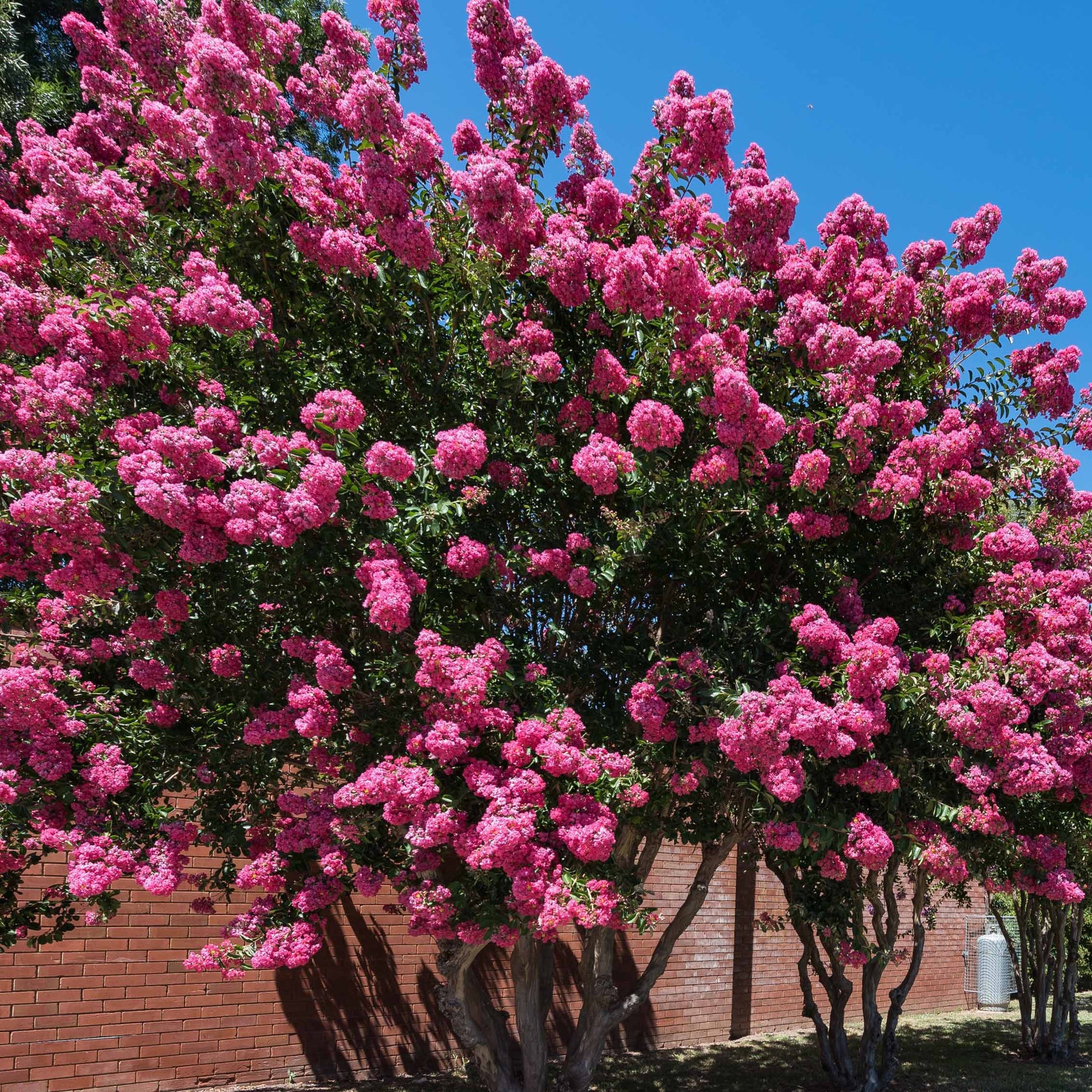 Kräuselmyrte ‘Turenne’ rosa - Willemse