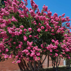 Kräuselmyrte ‘Turenne’ rosa - Willemse