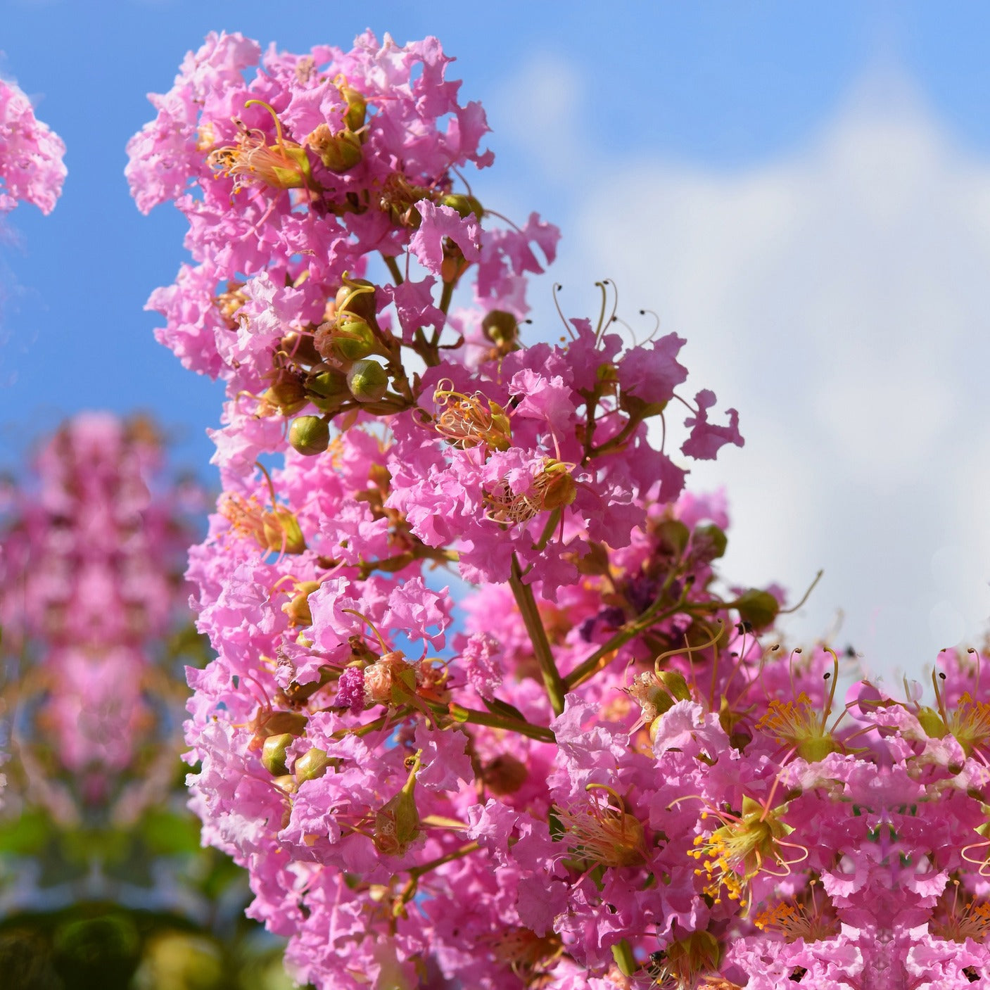 Kräuselmyrte ‘Turenne’ rosa - Lagerstroemia indica Turenne - Willemse