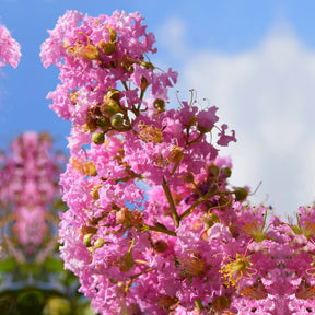 Kräuselmyrte ‘Turenne’ rosa - Lagerstroemia indica Turenne - Willemse