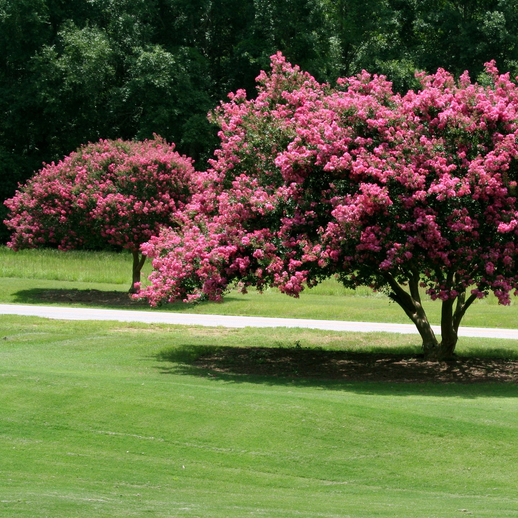 Verkauf Kräuselmyrte ‘Turenne’ rosa - Lagerstroemia indica Turenne