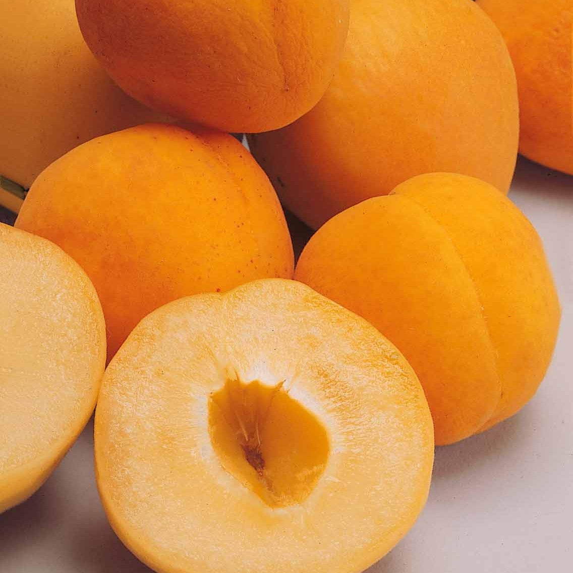 Aprikosenbaum Polonais - Prunus armeniaca Polonais - Willemse