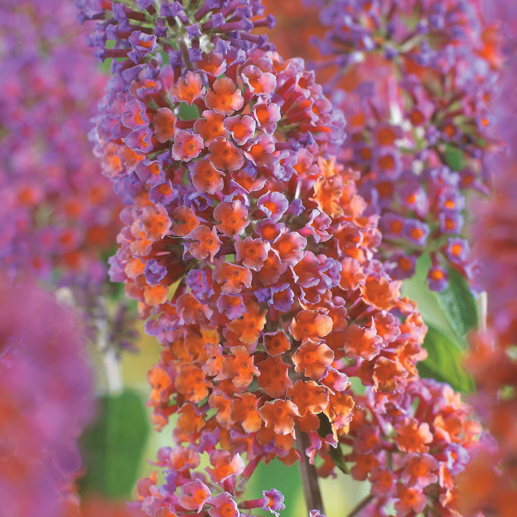 Buddleja davidii Flower Power - Sommerflieder Flower Power - Sträucher