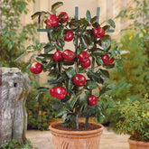 Zwerg-Apfelbaum Braeburn - Malus domestica Braeburn - Willemse