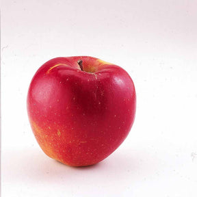 Malus domestica Braeburn - Zwerg-Apfelbaum Braeburn - Apfelbäume