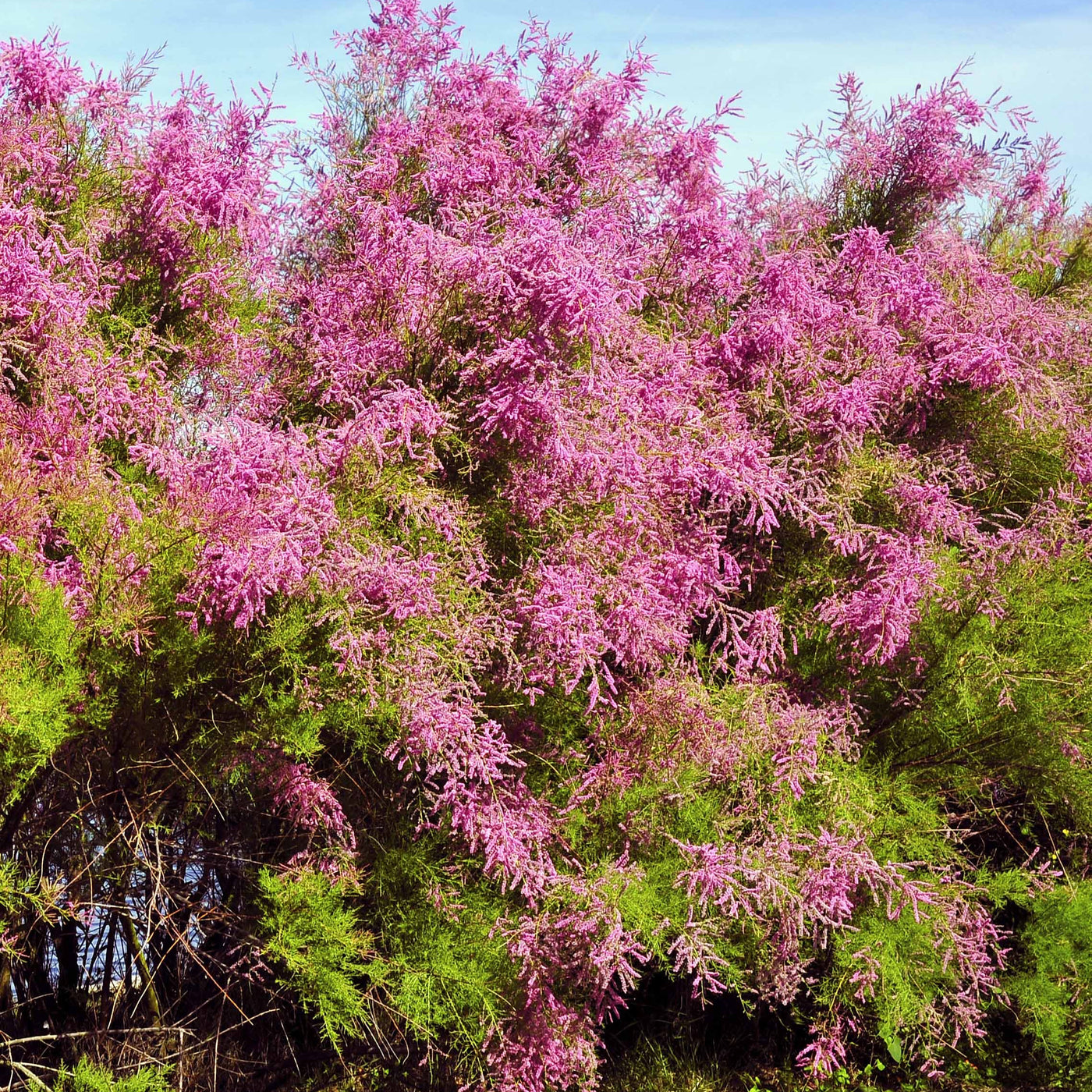 Tamariske - Tamarix tetrandra - Willemse