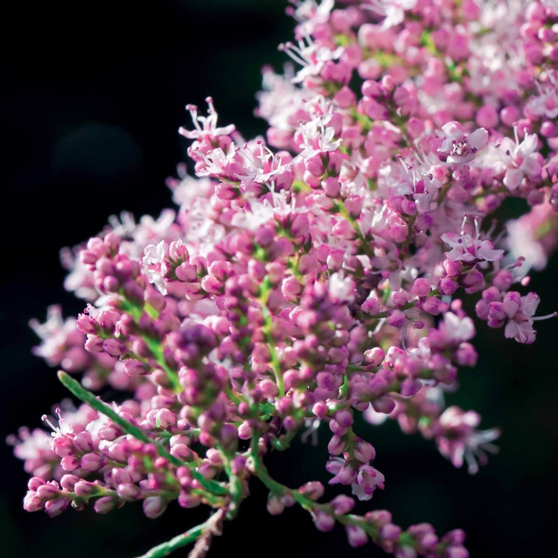 Tamarix tetrandra - Tamariske - Blühende Sträucher