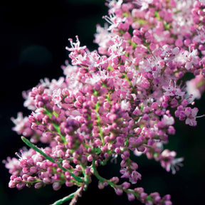 Tamarix tetrandra - Tamariske - Blühende Sträucher