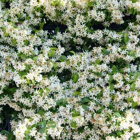 Sternjasmin - Trachelospermum - Sternjasmin - Trachelospermum jasminoides