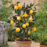 Mini-Apfelbaum Golden Delicious - Willemse