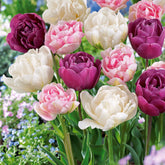 Pfingstrosenblütige Tulpen – Kollektion - Tulipa 'Angelique', 'Exotic Emperor', 'Negrita Double' - Willemse