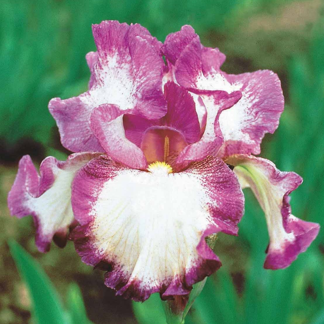 Deutsche Schwertlilie Autumn Encore (x3) - Iris germanica Autumn Encore - Willemse