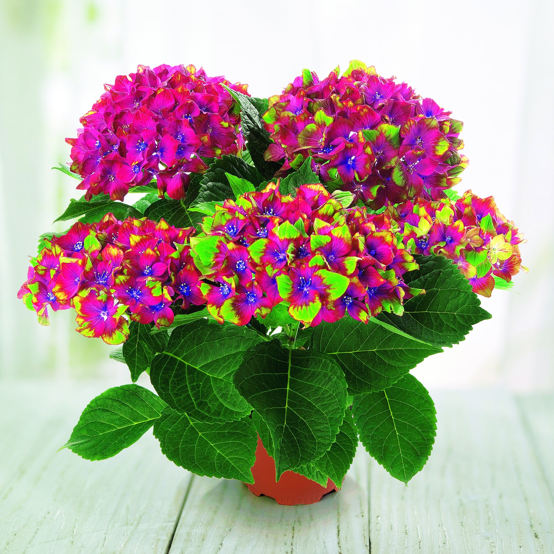 Bauernhortensie Saxon ® - Hydrangea macrophylla Saxon ® - Willemse