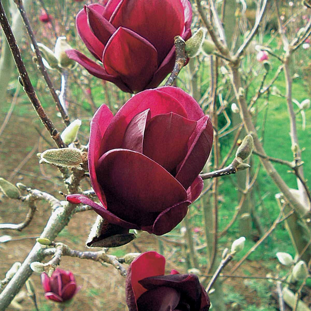 Magnolie Genie - Willemse
