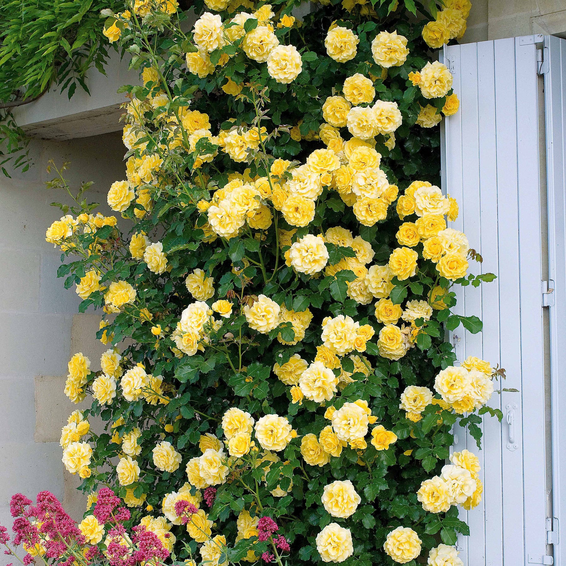 Kletterrose Golden Gate ® Korgolgat - Rosa Golden Gate ® Korgolgat - Willemse