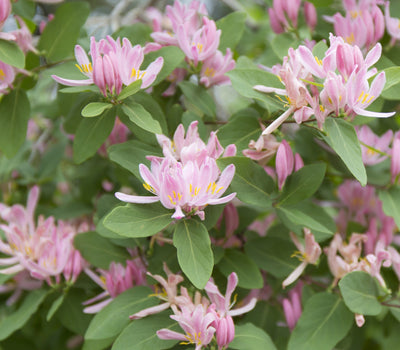Bienenfreundliche Terrasse
