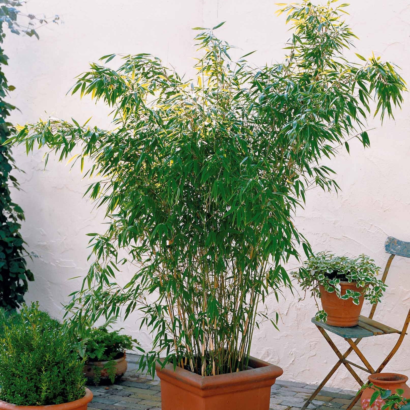 Bambus - Arundinaria murielae - Pflanzensorten