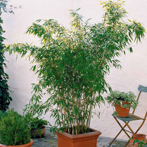 Bambus - Arundinaria murielae - Pflanzensorten