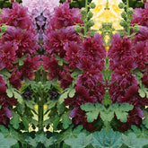 Stockrose ‘Spring Celebrities Purple’ - Alcea rosea annua spring celebrities purple - Willemse