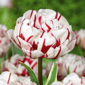 Pfingstrosen-Tulpen ‘Carnaval de Nice’ (x10) - Willemse