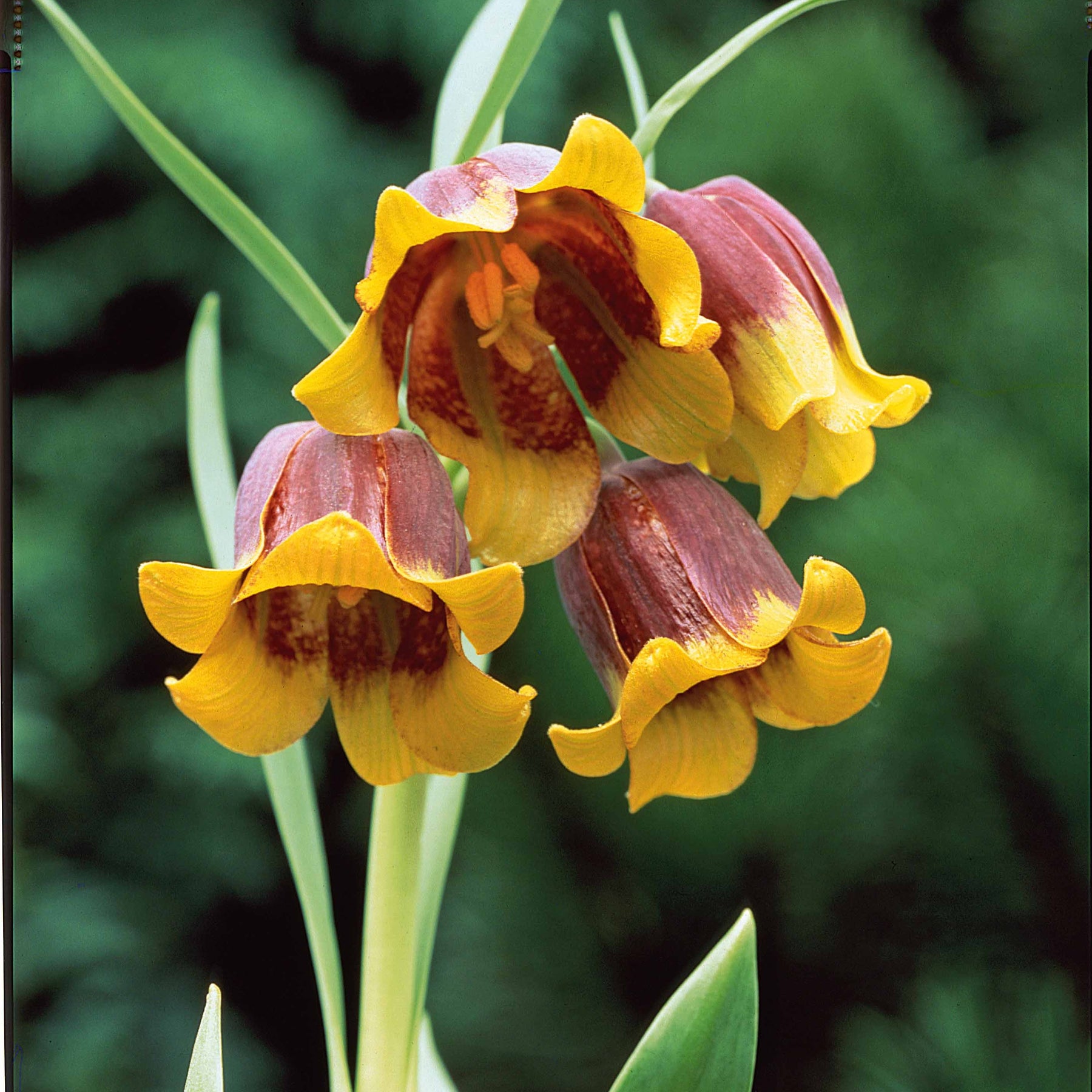 Fritillarien Uva Vulpis (x10) - Willemse