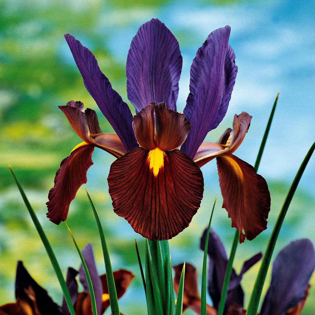 Iris hollandica Tiger Eyes - Holländische Iris Tiger Eyes (x10) - Iris-Zwiebeln