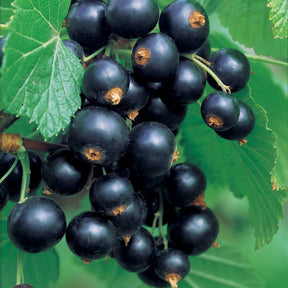 Schwarze Johannisbeeren - Schwarze Johannisbeere auf Stamm ‘Titania’ - Ribes nigrum Titania