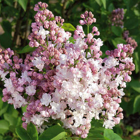 Syringa vulgaris Beauty of Moscow - Flieder Beauty of Moscow - Flieder