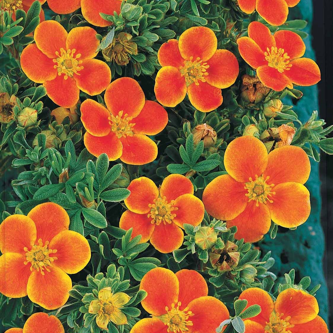 Fingerstrauch Hecke Orange/Gelb/Weiß (x3) - Potentilla ‘hopley’s’ orange, goldfinger jaune, ‘a - Willemse