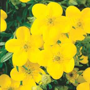 Potentilla ‘hopley’s’ orange, goldfinger jaune, ‘a - Fingerstrauch Hecke Orange/Gelb/Weiß (x3) - Blühende Sträucher