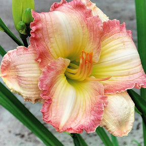 Taglilie ‘Frosted Vintage Ruffles’ Serie 500 (x3) - Willemse