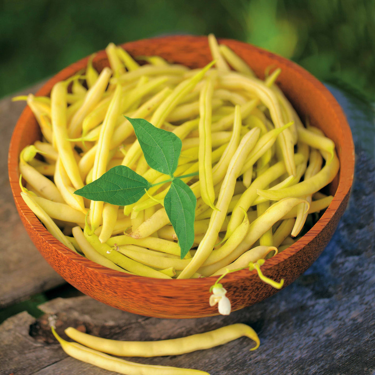 Buschbohne Fructidor - Willemse