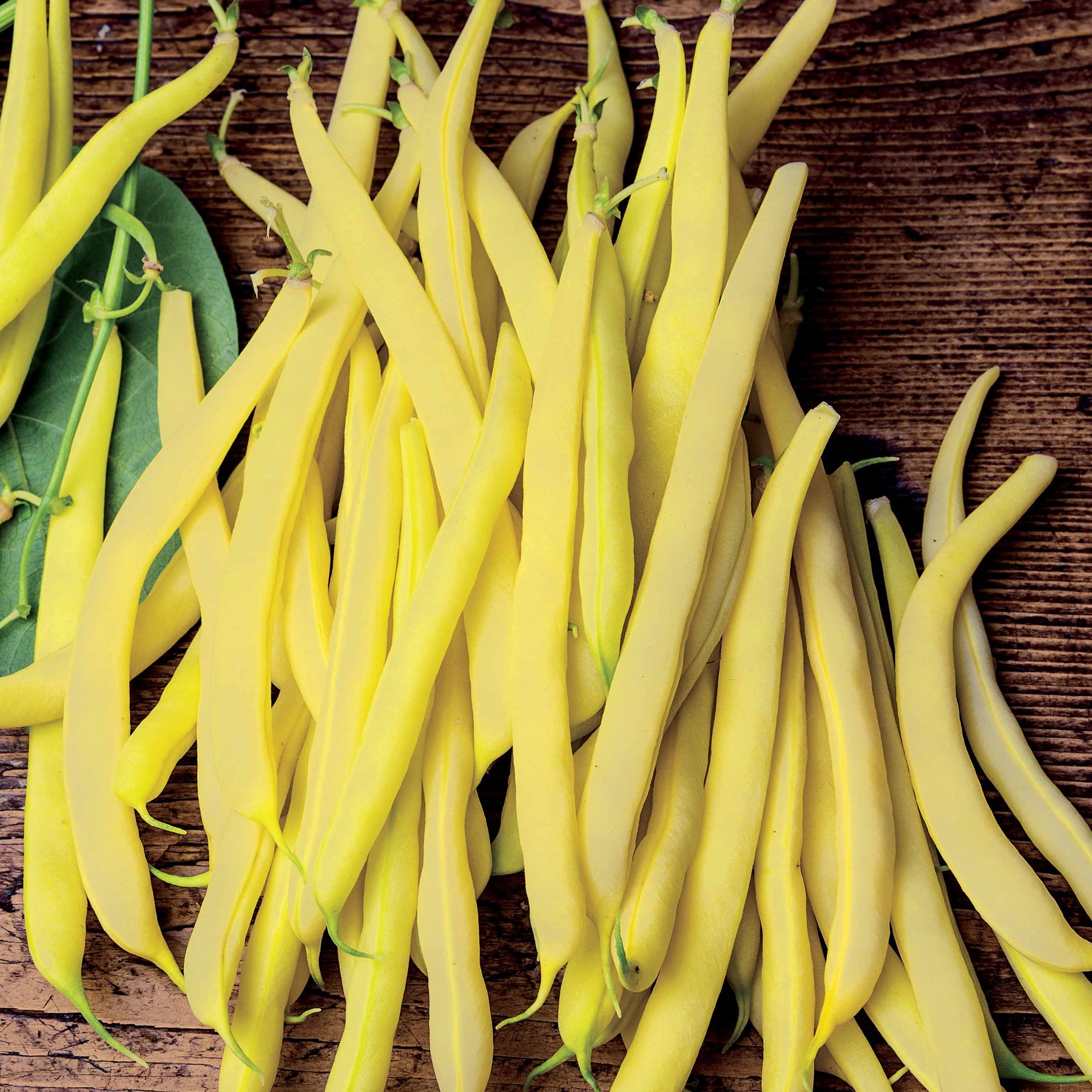 Phaseolus vulgaris de rocquencourt - Buschbohne Beurre de Rocquencourt - Samen für Bohnen