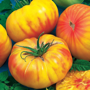 Solanum lycopersicum ananas - Fleischtomate Ananas - Samen für Tomaten