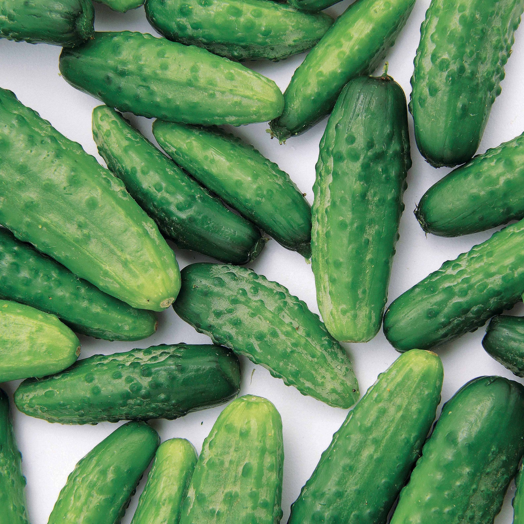 Samen für Gewürzgurken - Einlegegurke Regal F1 - Cucumis sativus regal