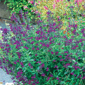 Salvia jamensis Violette de Loire ® Barsal - Salbei Violette de Loire ® - Salbei