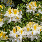 Azalee (China) Weiß - Rhododendron (Azalea) mollis Persil - Willemse