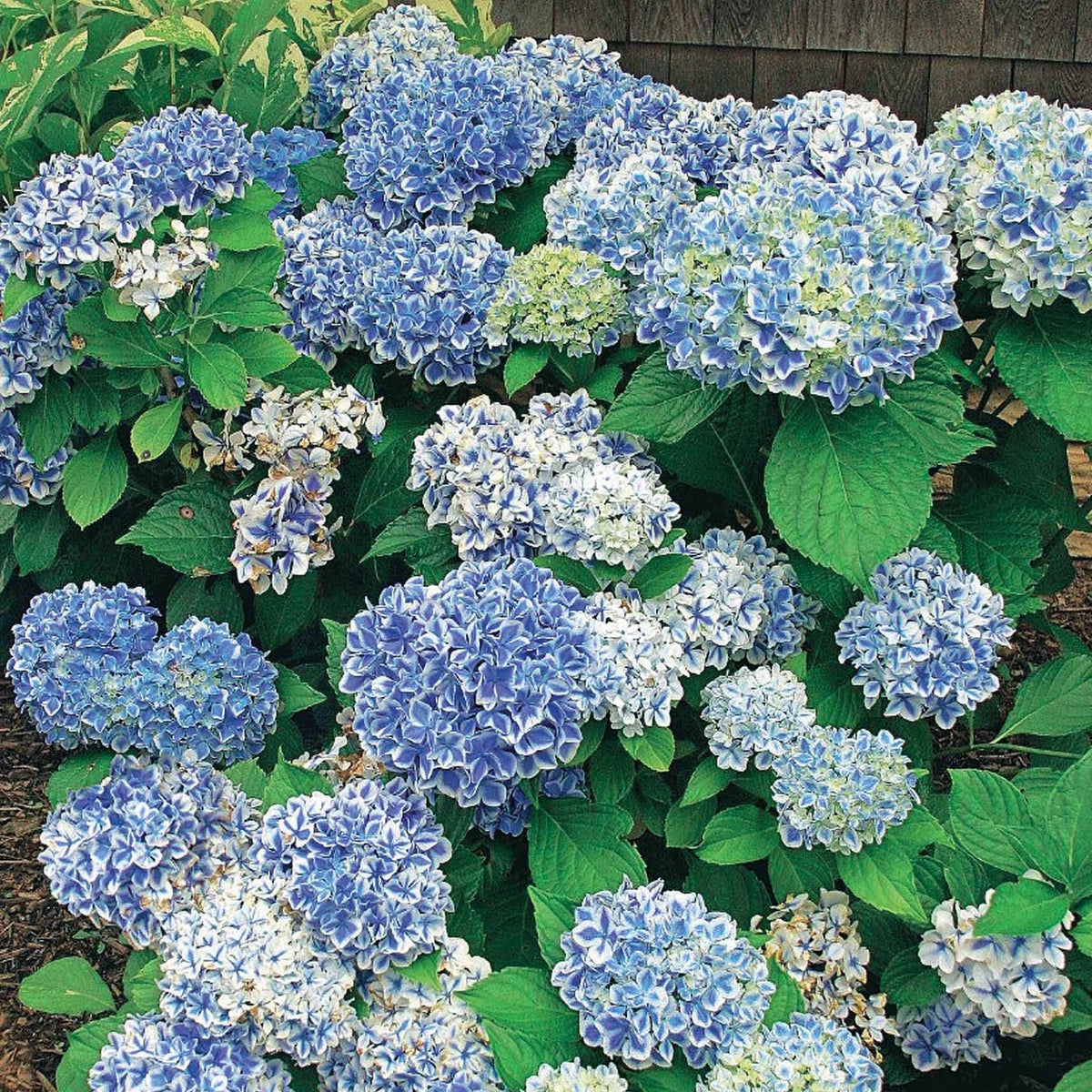 Hortensie Peppermint - Hydrangea macrophylla peppermint - Willemse