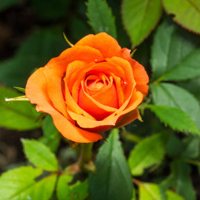 Strauchrose orange - Willemse