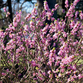 Seidelbast - Daphne mezereum rubra - Willemse