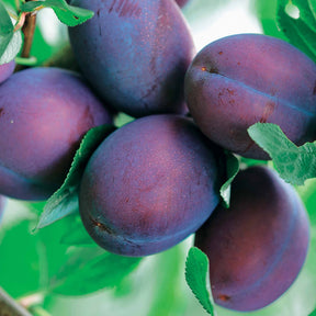 Pflaumenbäume - Pflaumenbaum Präsident - Prunus domestica Président
