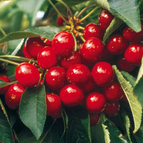 Kirschbäume - Kirsche Summit - Prunus avium Summit