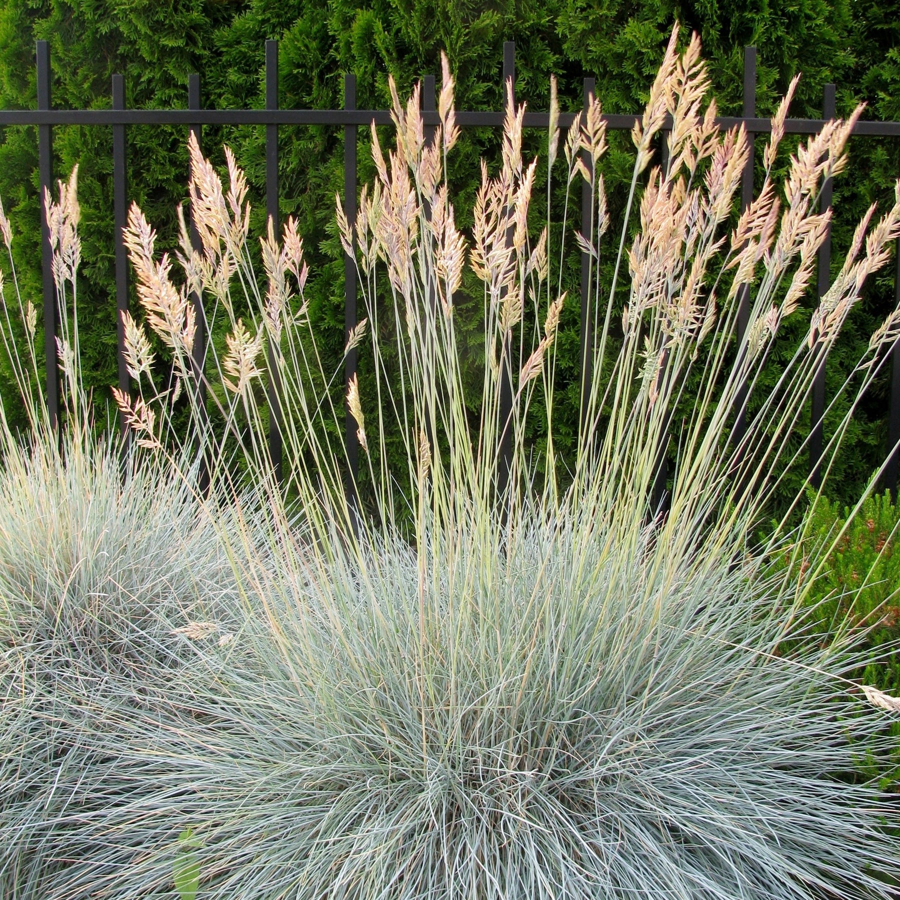 Echter Schaf-Schwingel - Festuca ovina Glauca - Willemse
