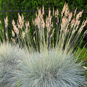 Echter Schaf-Schwingel - Festuca ovina Glauca - Willemse