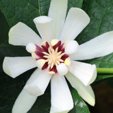 Chinesischer Wachsstrauch Venus - Sinocalycanthus venus - Willemse